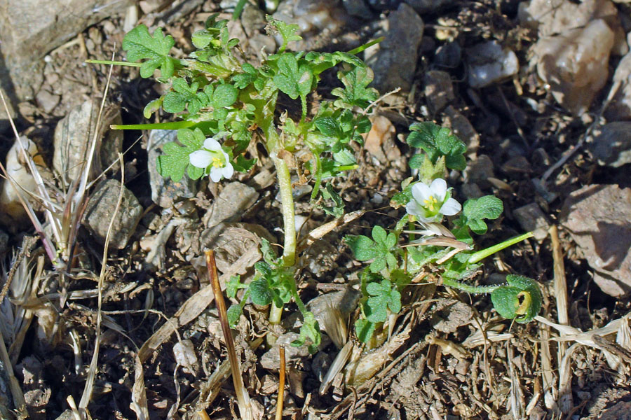 Erodium maritimum / Becco di gr marittimo